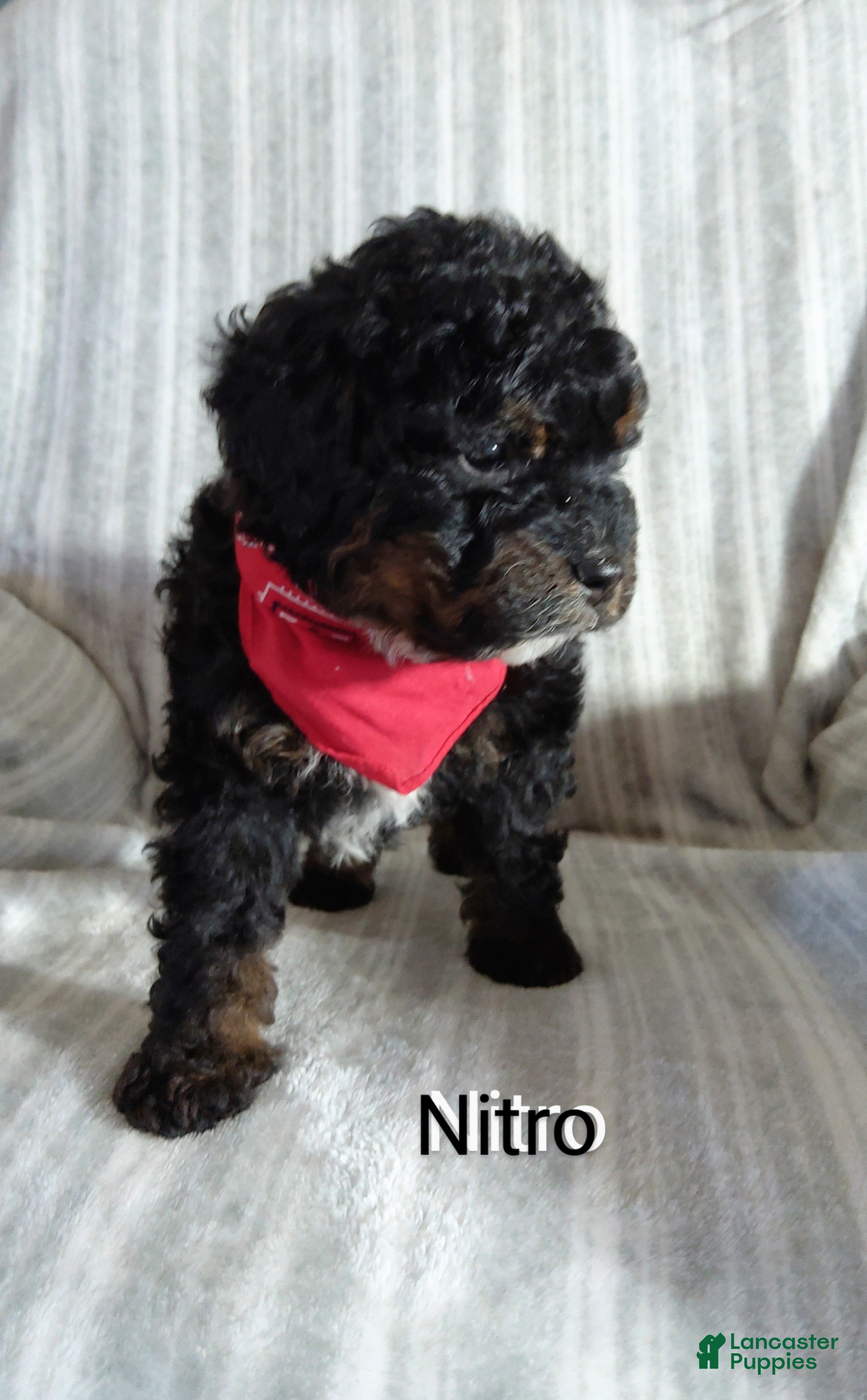 Mini Bernedoodle dogs  Nitro  - Ad 21
