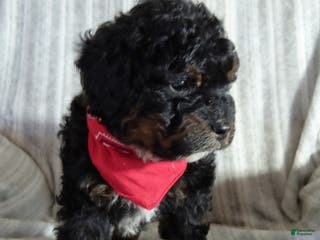 Mini Bernedoodle dogs Nitro - Ad 34