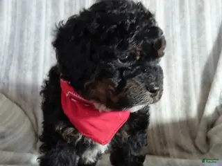 Mini Bernedoodle dogs Nitro - Ad 40