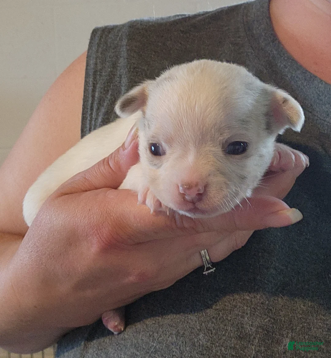 Chihuahua dogs for sale: SPECTRE - Ad 1