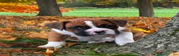 Boxer dogs for sale: Jackson - Ad 10