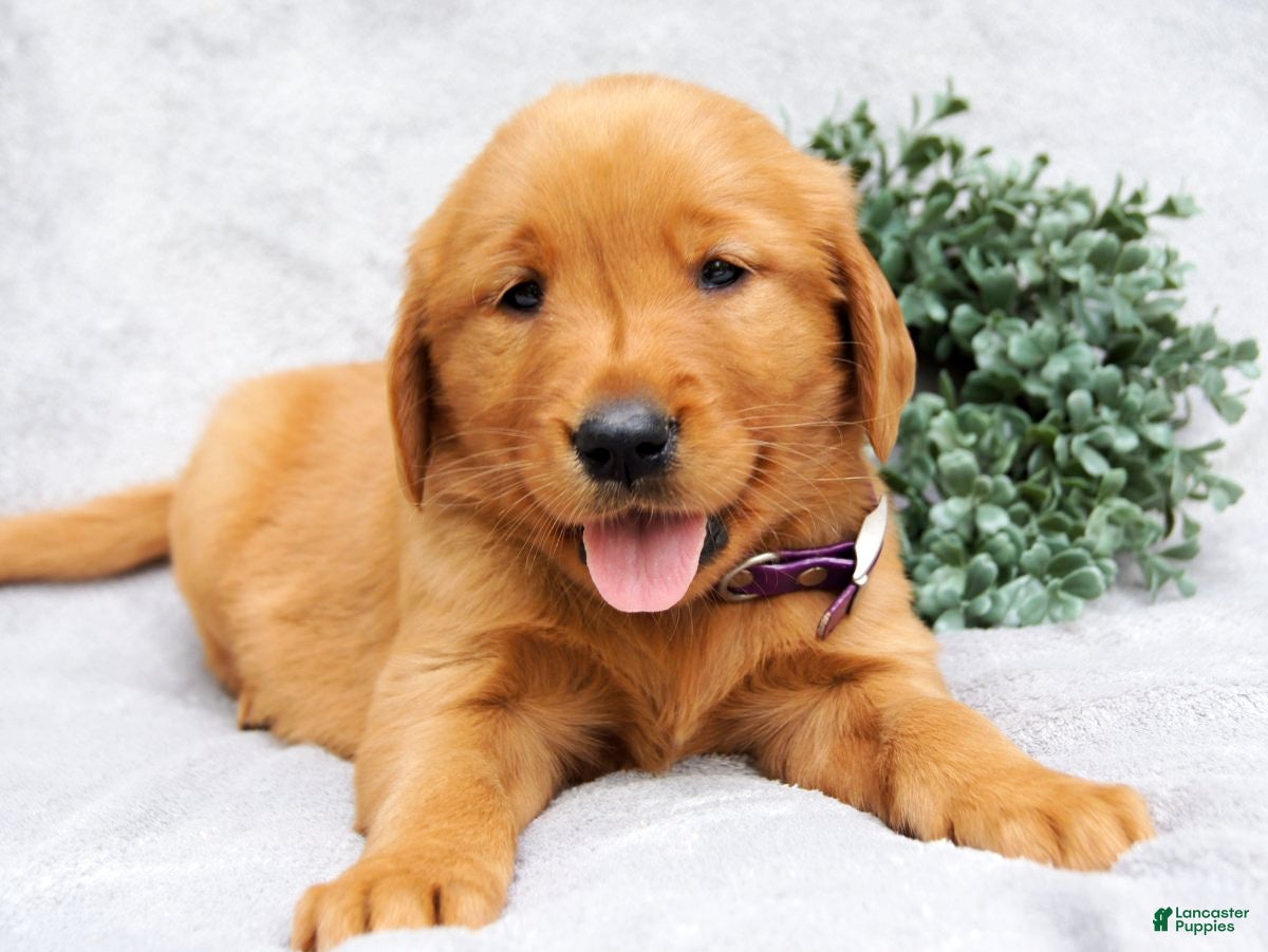 Golden Retriever dogs Maggie - Ad 1