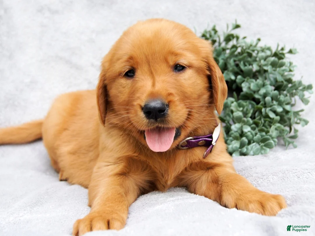 Golden Retriever dogs for sale: Maggie - Ad 1