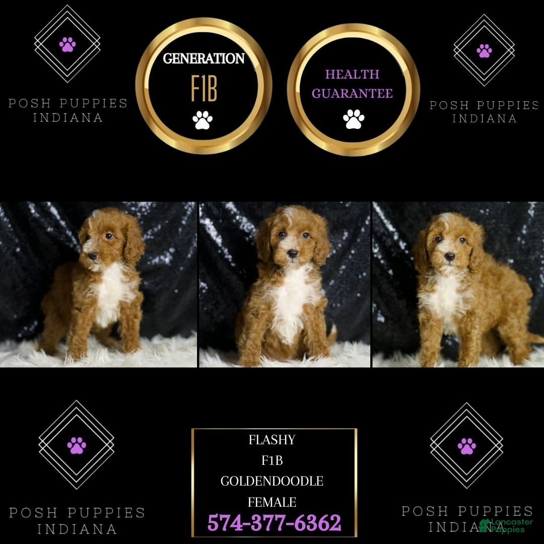 Mini Goldendoodle dogs for sale: Flashy - Ad 6