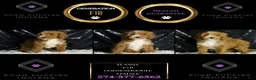 Mini Goldendoodle dogs for sale: Flashy - Ad 6