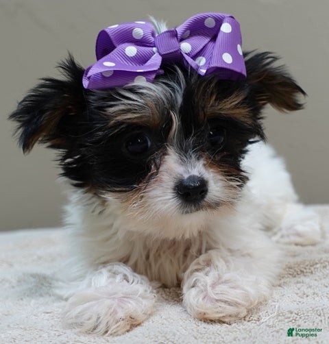 Yorkshire Terrier dogs TEACUP Claire - Ad 11