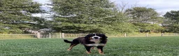 Mini Bernedoodle dogs for sale: Molly🎀 - Ad 6