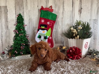 Toy Poodle dogs Polly - Ad 14