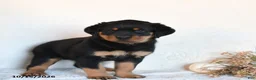Rottweiler dogs for sale: Moxie - Ad 4