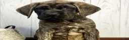 English Mastiff dogs for sale: English Mastiff 2 - Ad 5