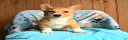 Welsh Corgi Pembroke dogs for sale: Pickles - Ad 3