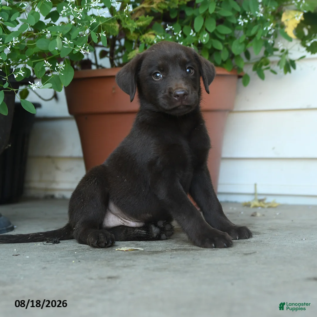 Labrador Retriever dogs for sale: Peyton - Ad 1