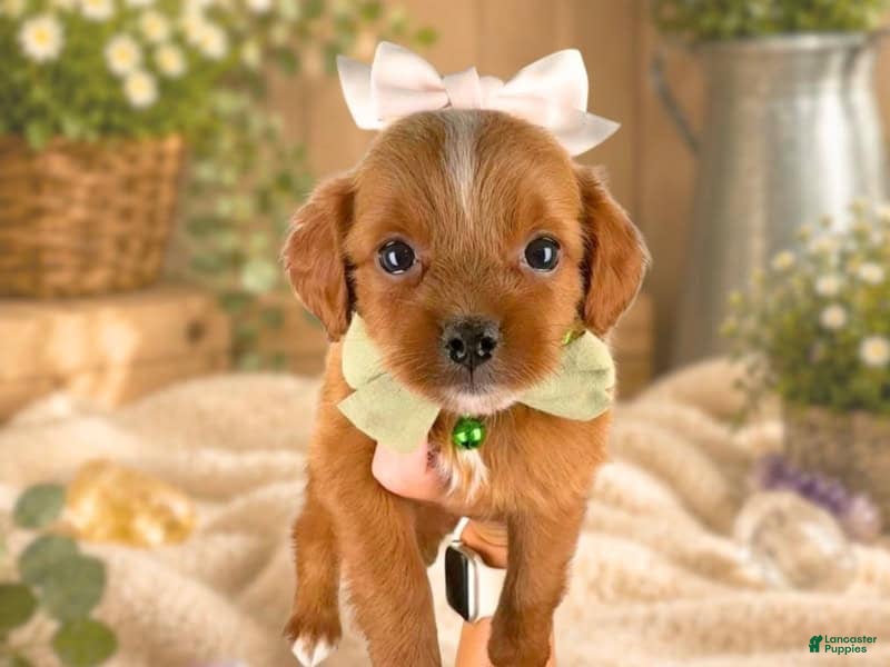 Mini Goldendoodle dogs Roxie - Ad 2