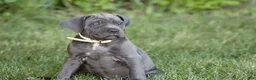 Cane Corso dogs for sale: Xena - Ad 4