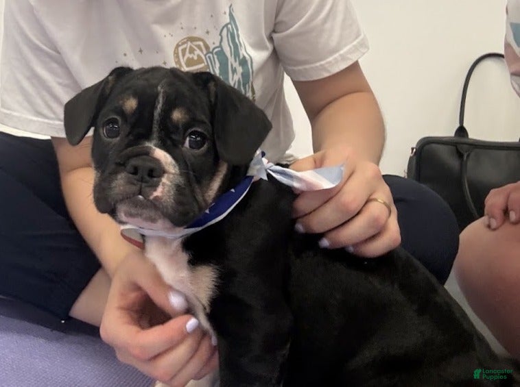 Mixed Breed dogs Capt. Jack Sparrow - Ad 2