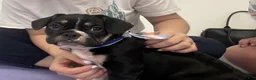 Mixed Breed dogs for sale: Capt. Jack Sparrow - Ad 5