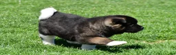 Akita dogs for sale: Bruiser - Ad 14