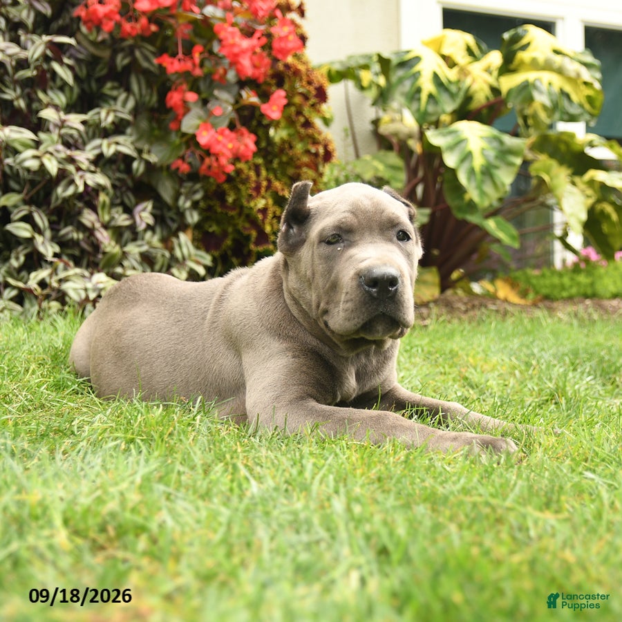 Cane Corso dogs Lucy  - Ad 1