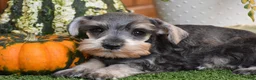 Miniature Schnauzer dogs for sale: Mars - Ad 3