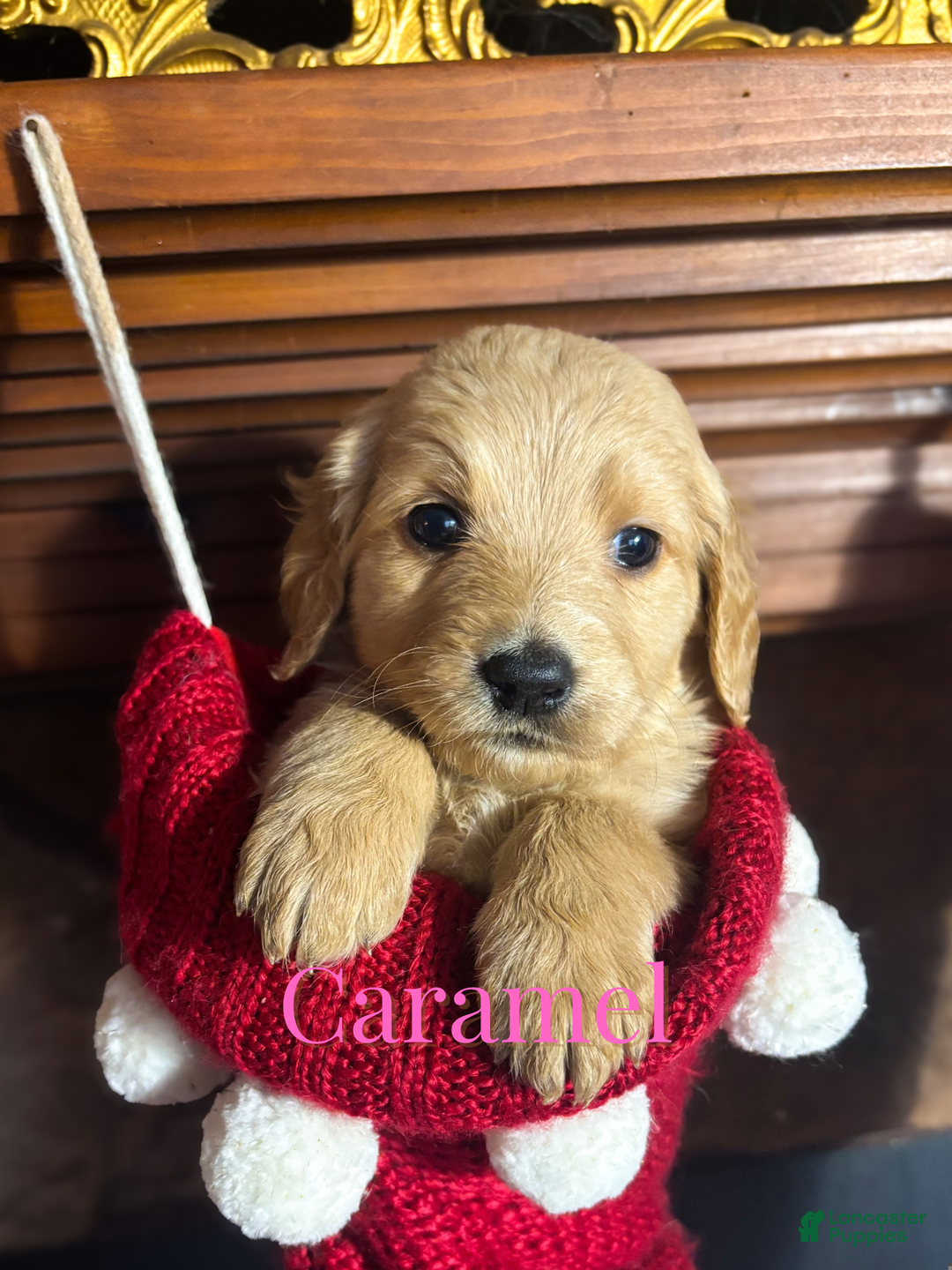 Goldendoodle dogs for sale: Caramel - Ad 3