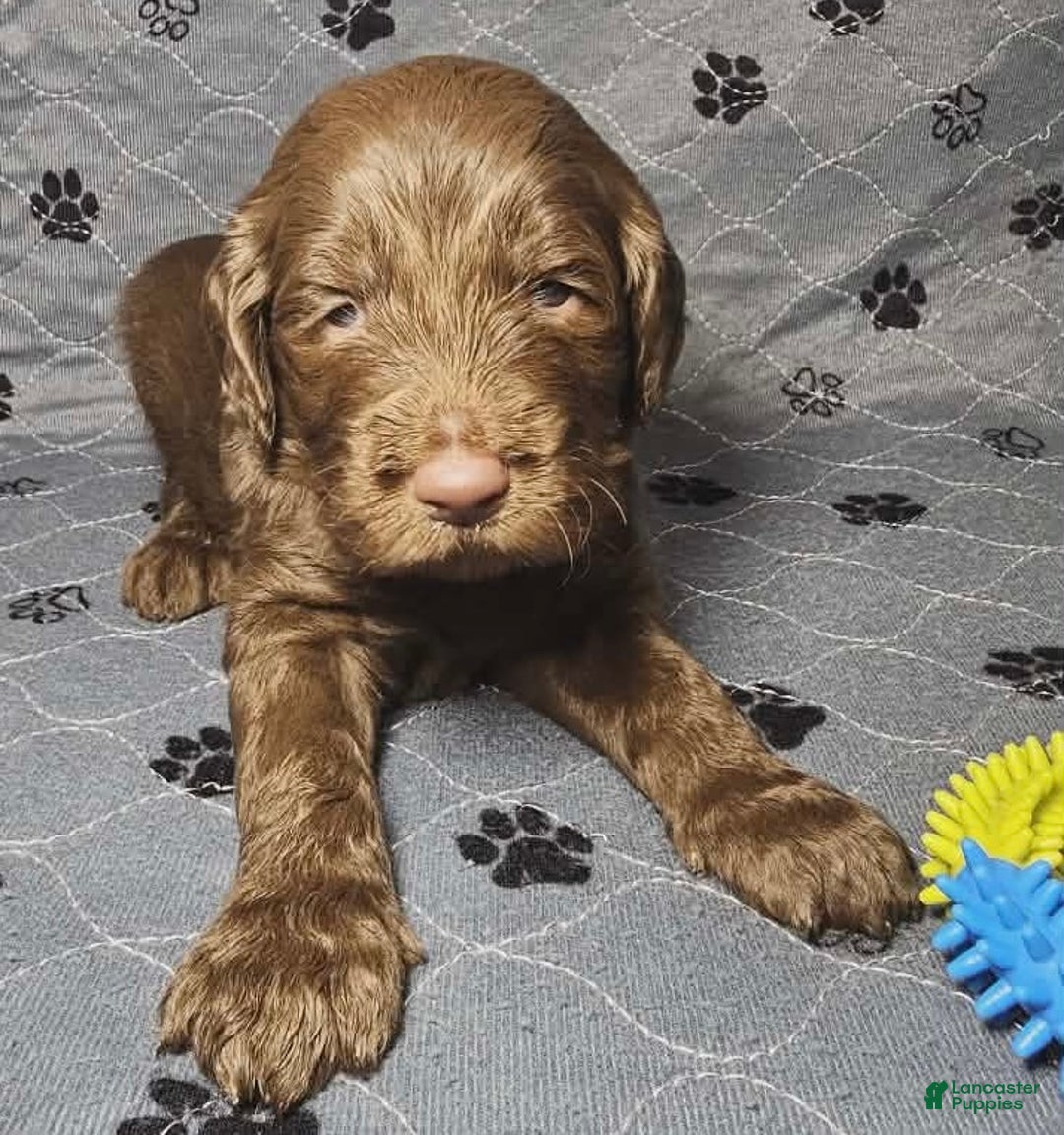 Goldendoodle dogs for sale: Hazelnut  - Ad 4