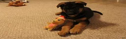 German Shepherd dogs for sale: German Shepherd Puppy 1 - Ad 7