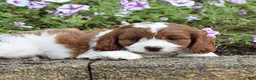 Cavapoo dogs for sale: Dawn - Ad 3