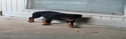 Rottweiler dogs for sale: Rottweiler Puppy 2 - Ad 3