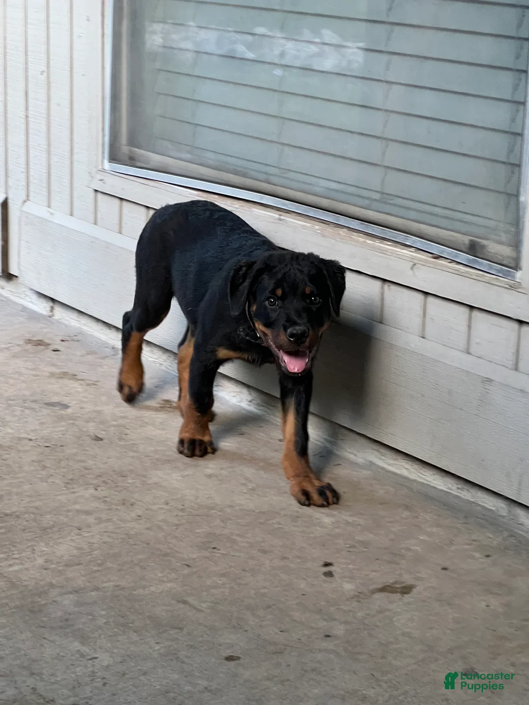Rottweiler dogs for sale: Rottweiler Puppy 2 - Ad 3