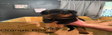 Rottweiler 3