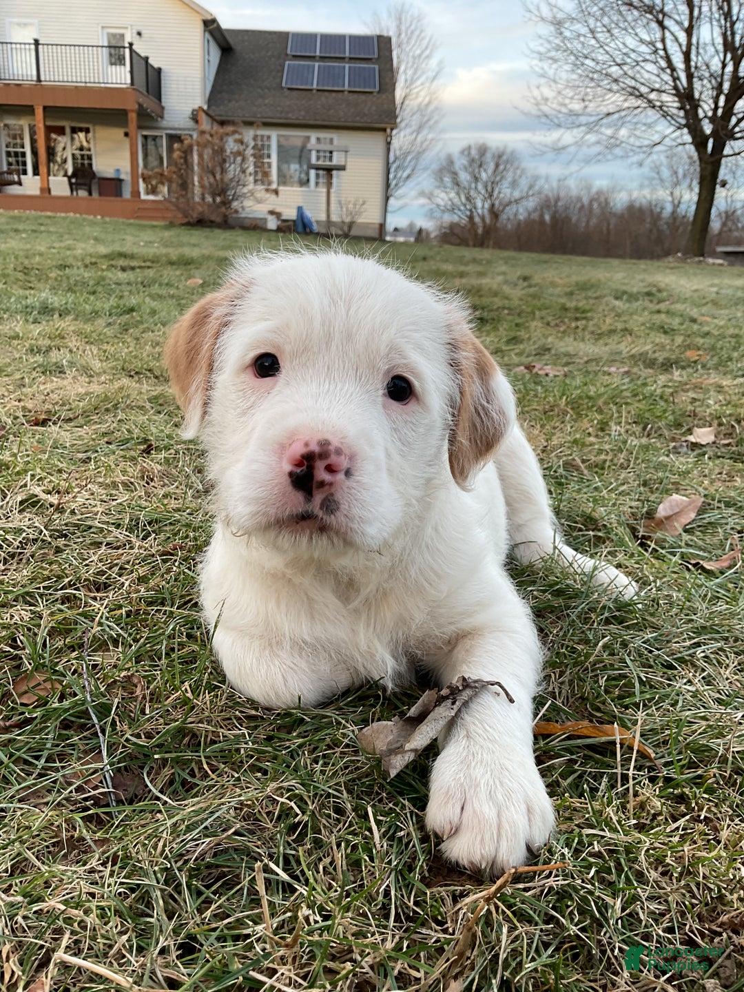 Mixed Breed dogs for sale:  Bernice - Ad 4