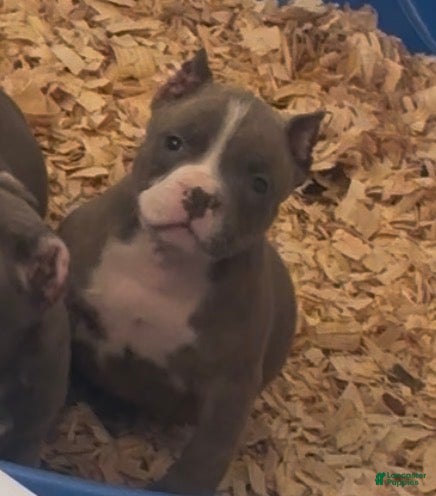 American Bully dogs Luna  - Ad 2