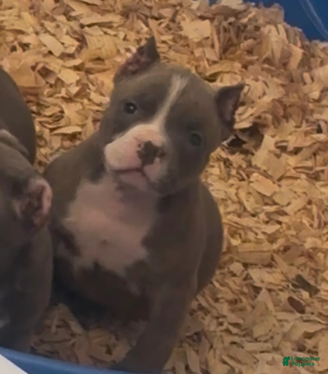 American Bully dogs for sale: Luna  - Ad 1