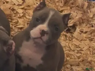 American Bully dogs Luna - Ad 2