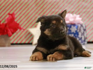 German Shepherd dogs Hunter - Ad 26