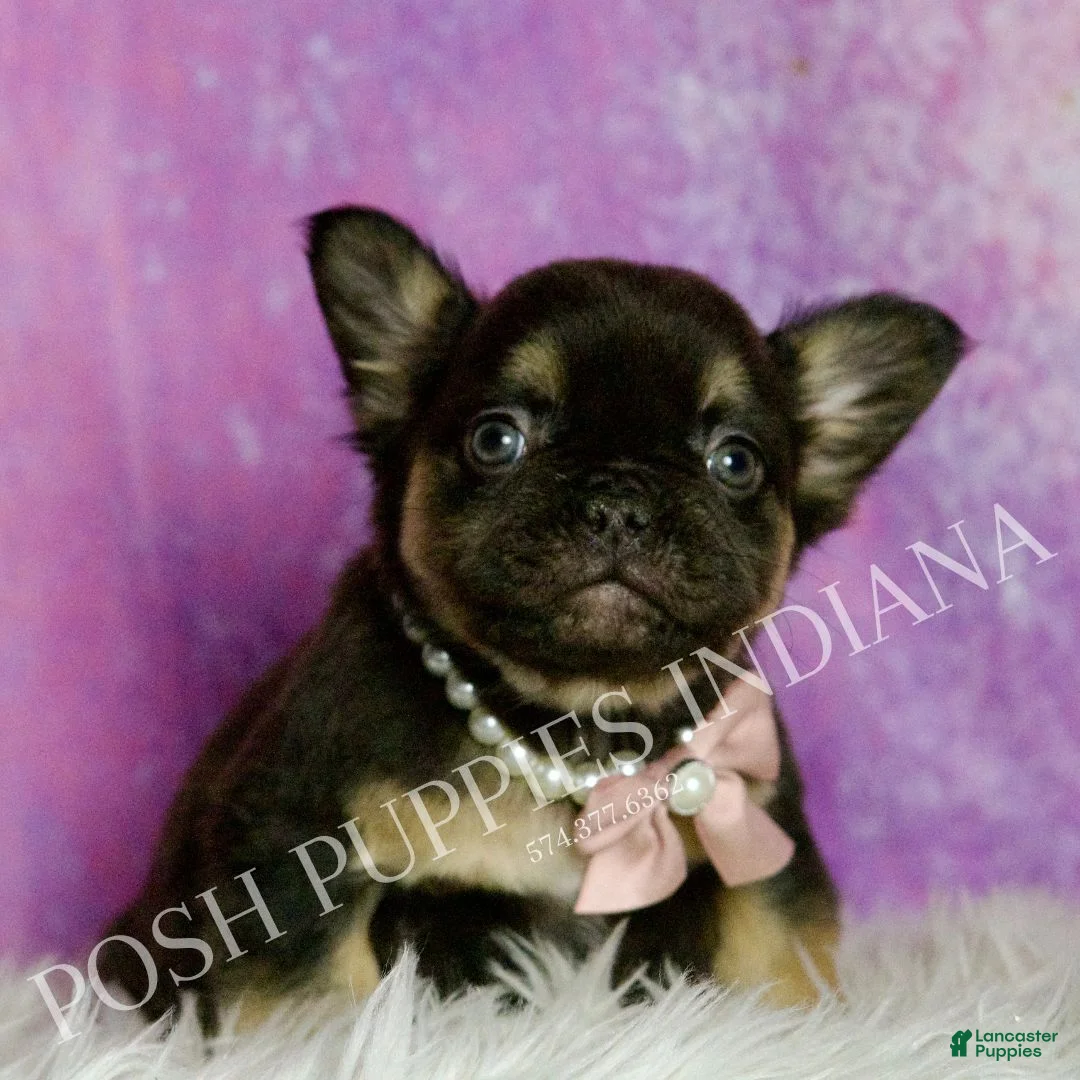 French Bulldog dogs for sale: Dove - Ad 6
