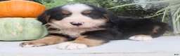 Bernese Mountain Dog dogs for sale: Theo - Ad 6
