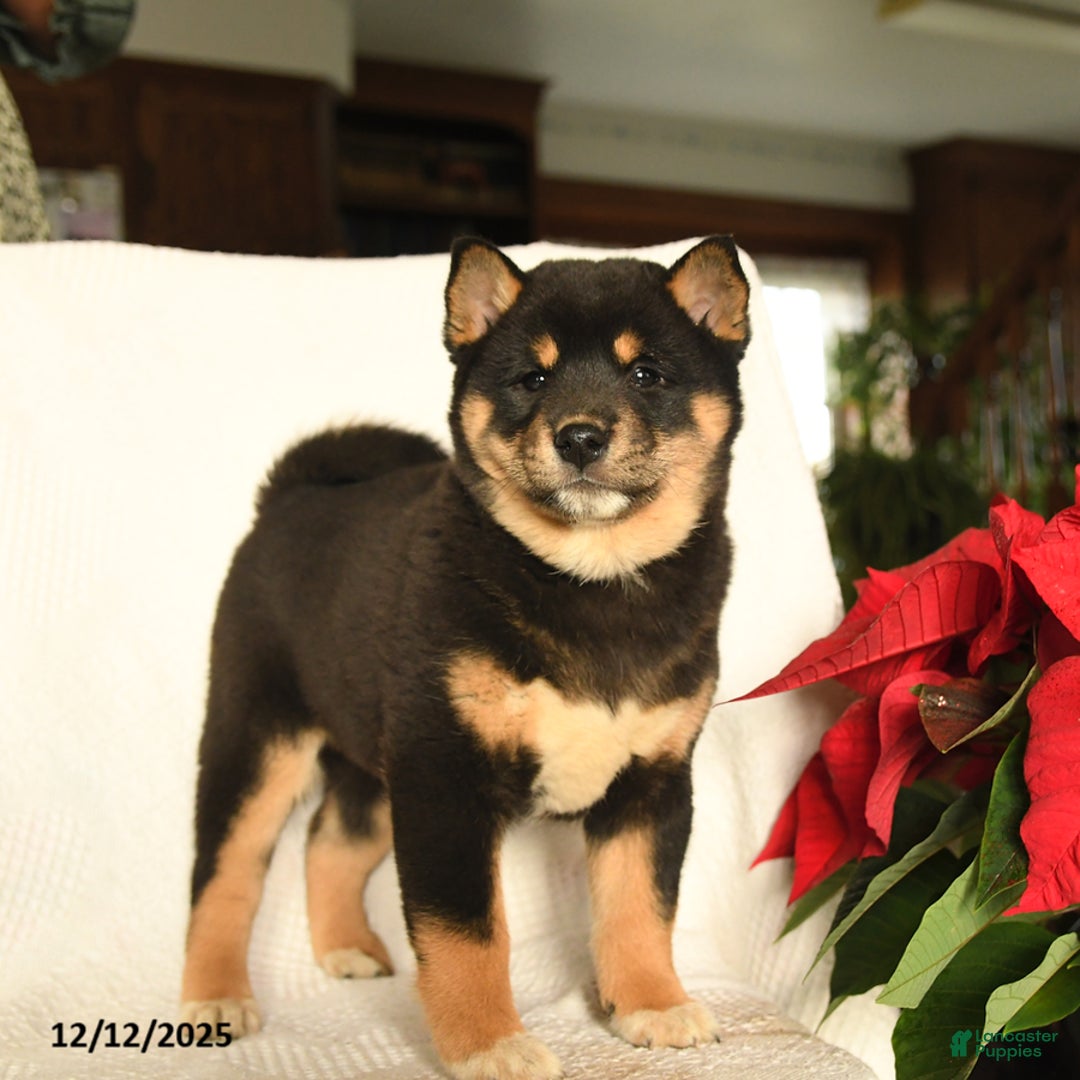Shiba Inu dogs for sale: Pop - Ad 3