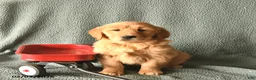Golden Retriever dogs for sale: Koko  - Ad 3