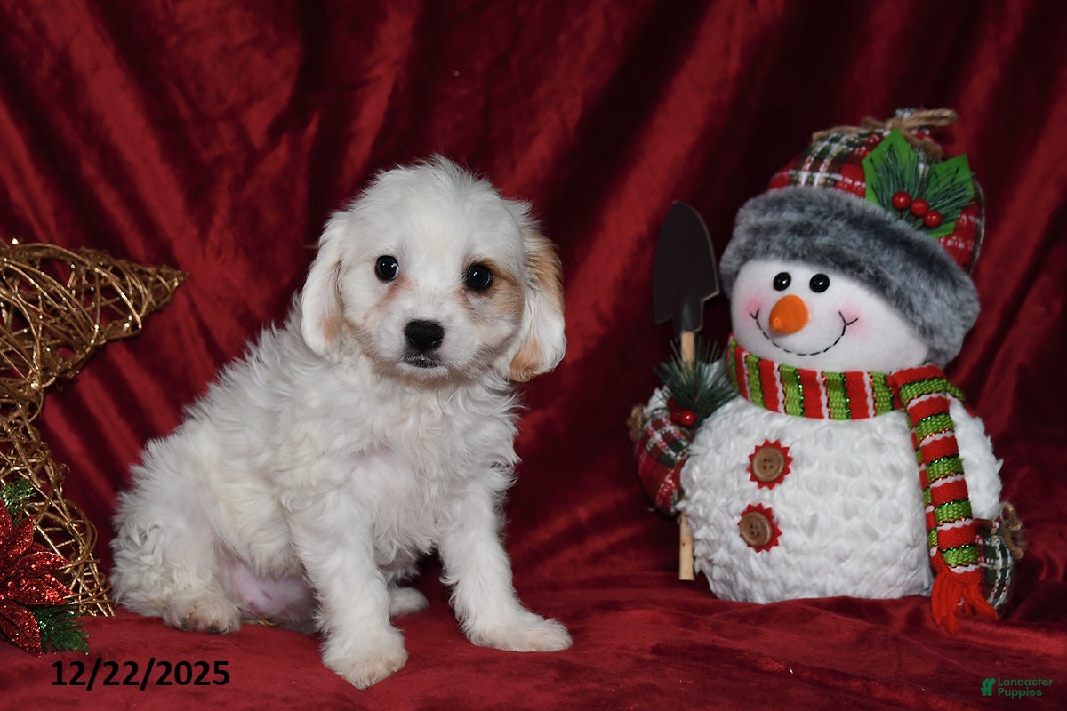 Cavachon dogs Lily Grace - Ad 3