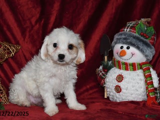 Cavachon dogs Lily Grace - Ad 3