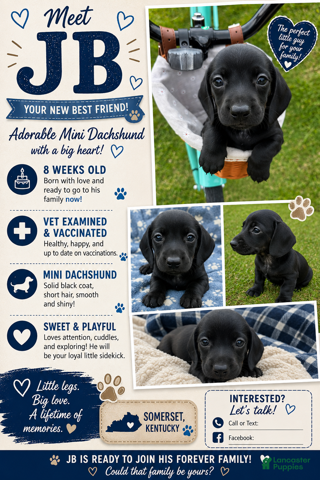 Miniature Dachshund dogs Miniature Dachshund Puppy 1 - Ad 3