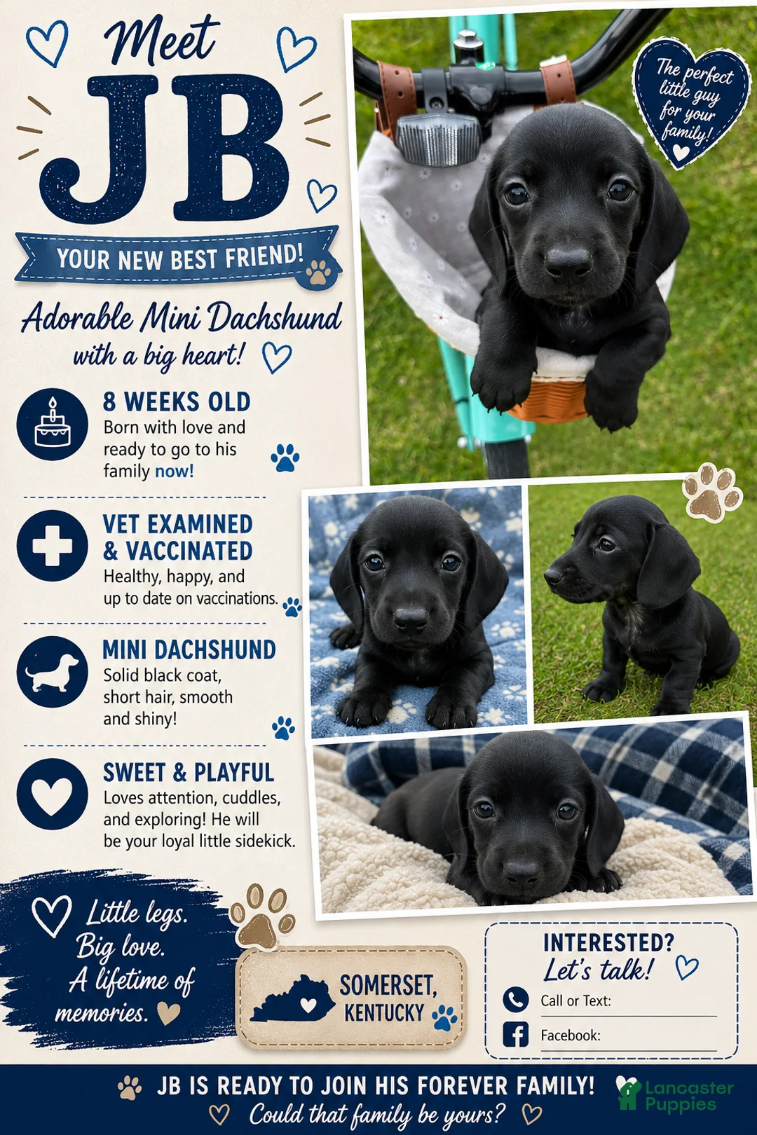 Miniature Dachshund dogs for sale: Miniature Dachshund Puppy 1 - Ad 1