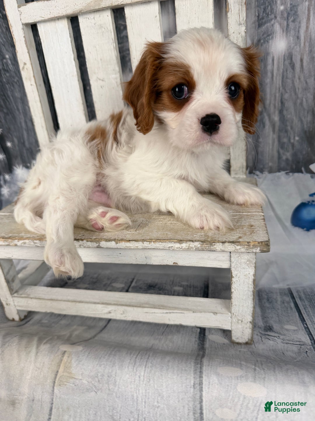 Cavalier King Charles Spaniel dogs for sale: Rascal - Ad 11