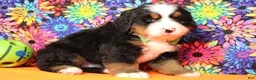 Bernese Mountain Dog dogs for sale: Murphy  - Ad 8