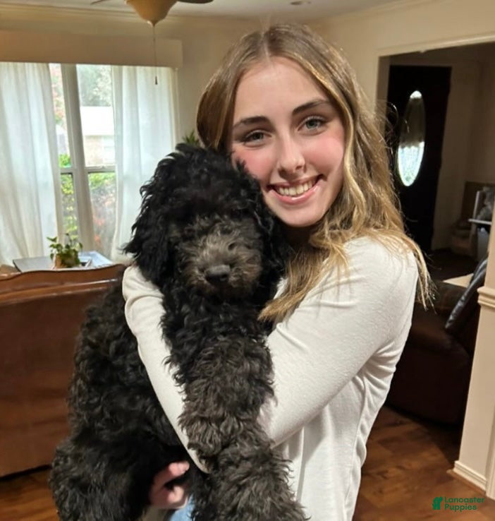 Mixed Breed dogs Doubledoodle Female Puppy - Ad 10