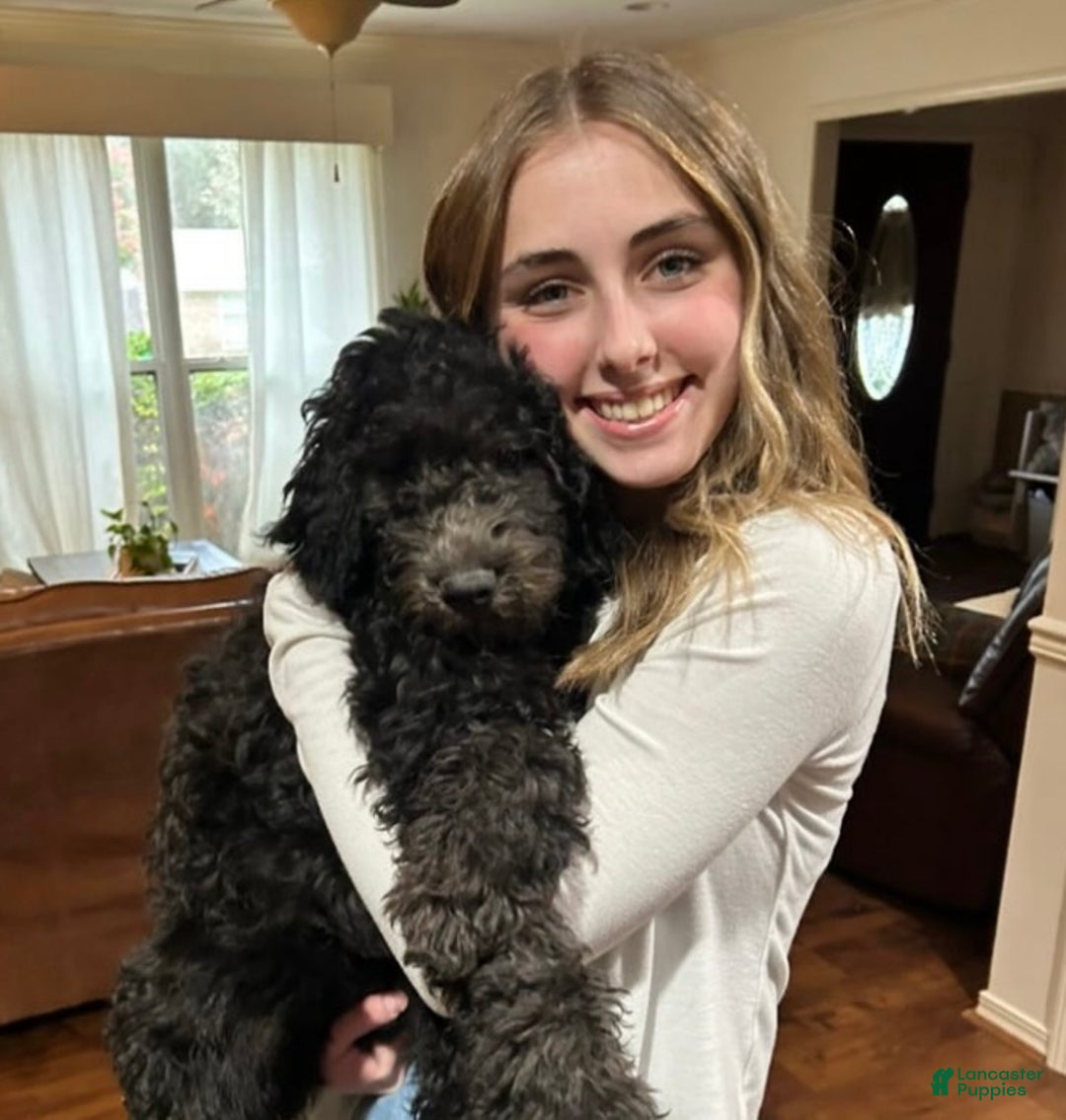 Mixed Breed dogs for sale: Doubledoodle Female Puppy - Ad 1