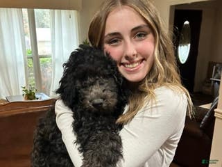 Mixed Breed dogs Doubledoodle Female Puppy - Ad 1