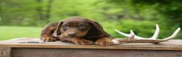 Doberman Pinscher dogs for sale:  Dexter (Red Rust)🐶 - Ad 13
