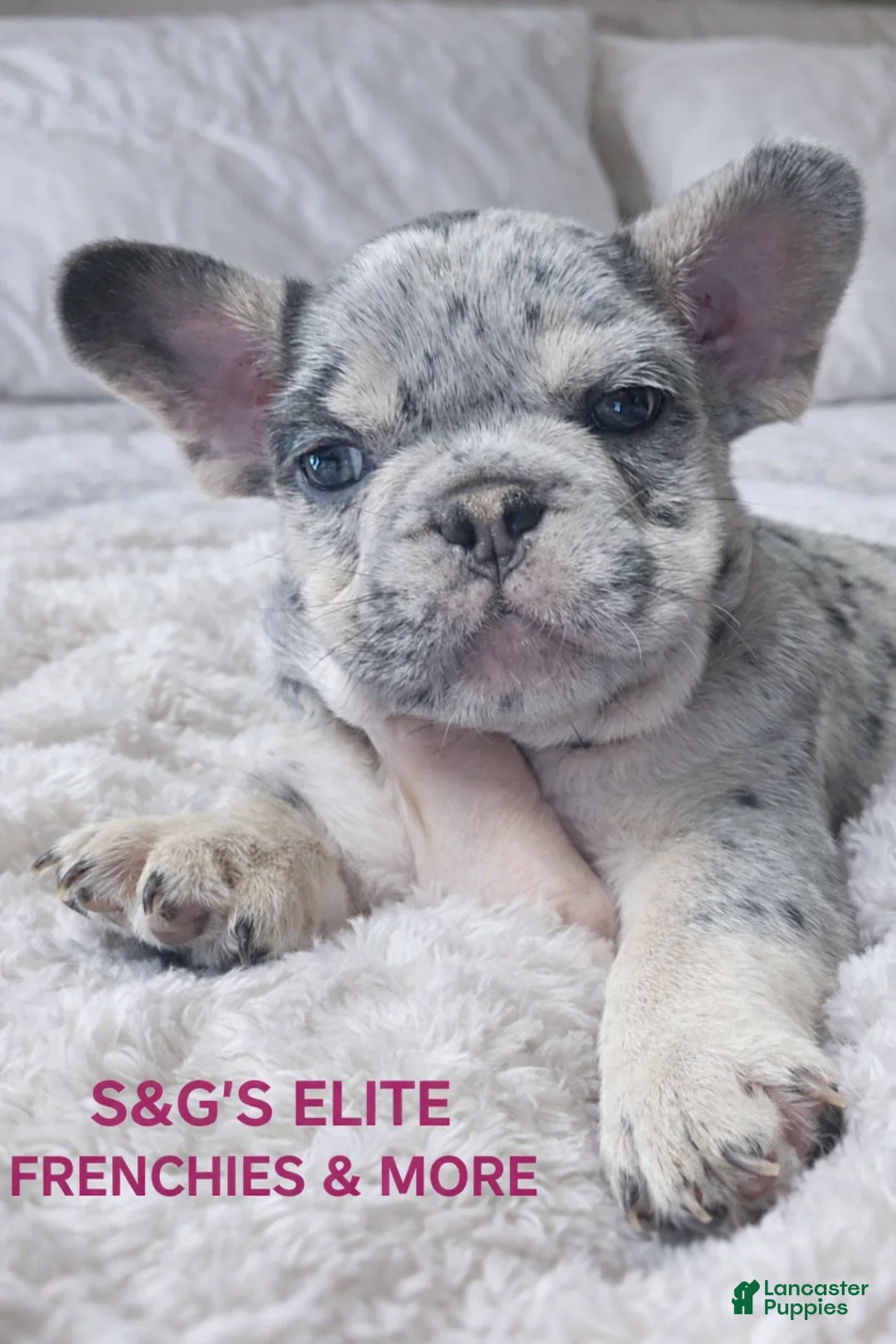 French Bulldog dogs for sale: Split face - Ad 2